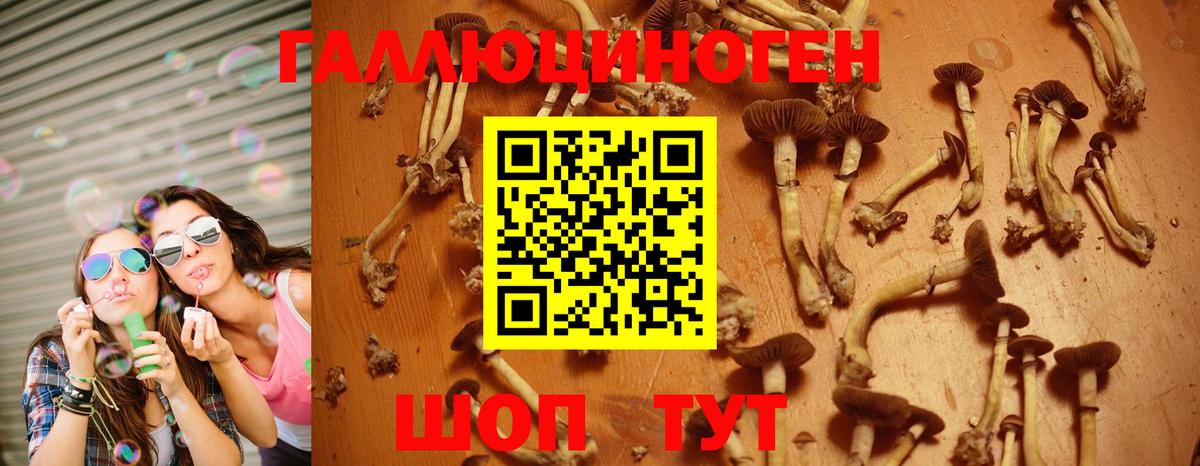 Железногорск  хочу   Вход с VPN  Галлюциногенные грибы GOLDEN TEACHER 